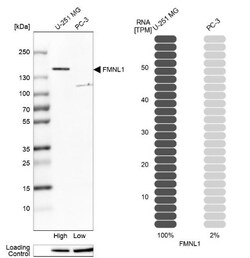 FMNL1 Antibody, Novus Biologicals 0.1mL; Unlabeled:Antibodies, Polyclonal
